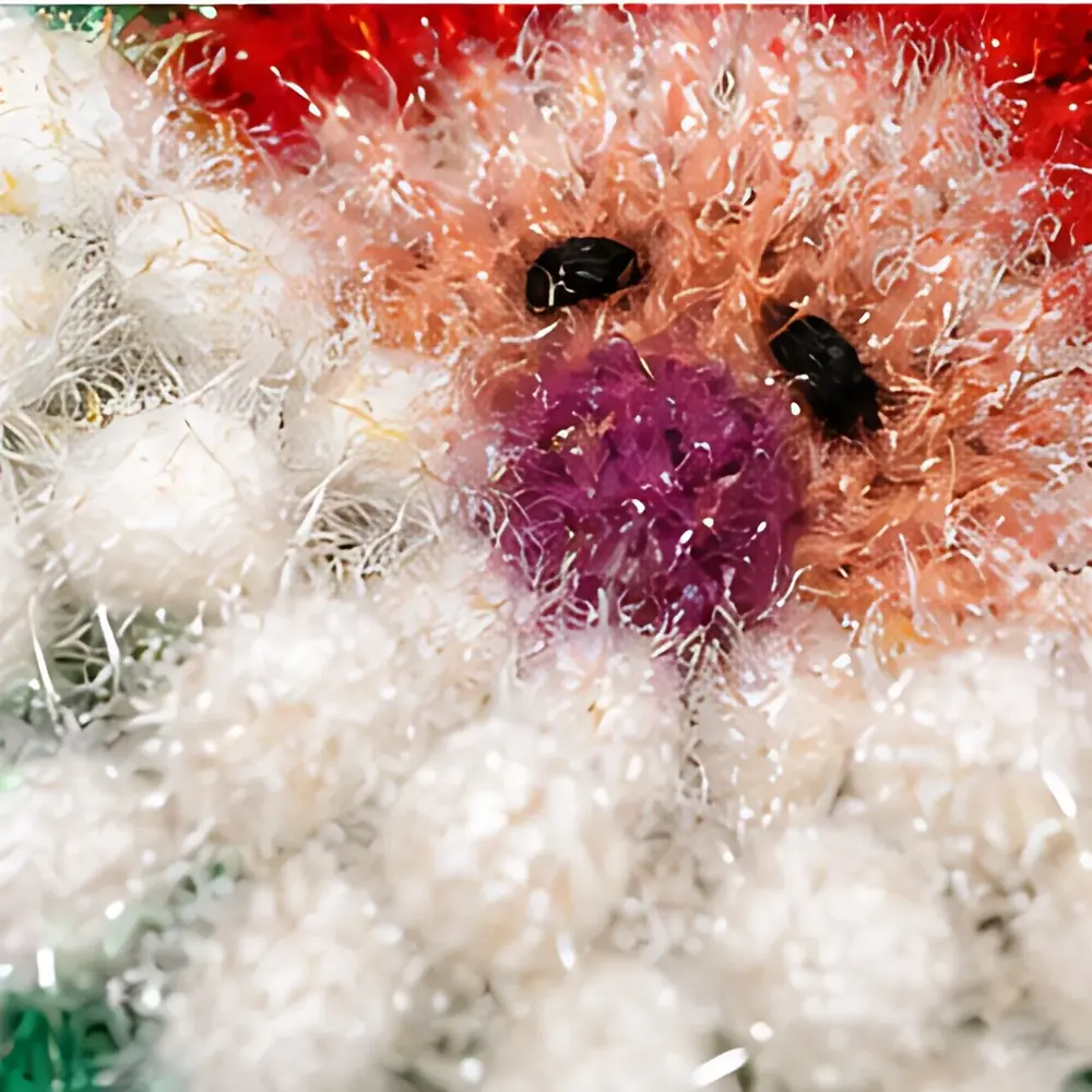 Weihnachtsmann Grün Bild 4